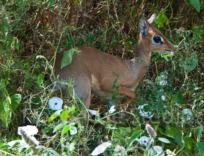 African Antelope  06